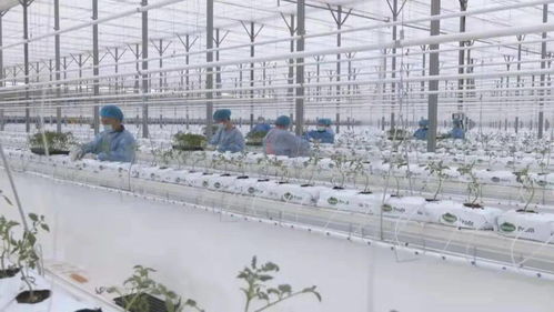 智能化種植 新疆霍爾果斯現代農業科技產業園的生機盎然與科研試驗發展