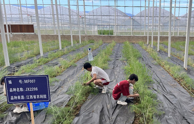 江西南昌 發展蘆筍產業助力鄉村振興